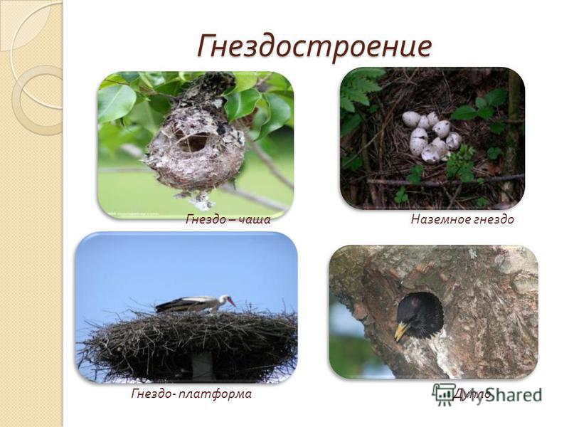 Гнездостроение Гнездостроение Гнездо – чаша Наземное гнездо Гнездо - платформа Дупло