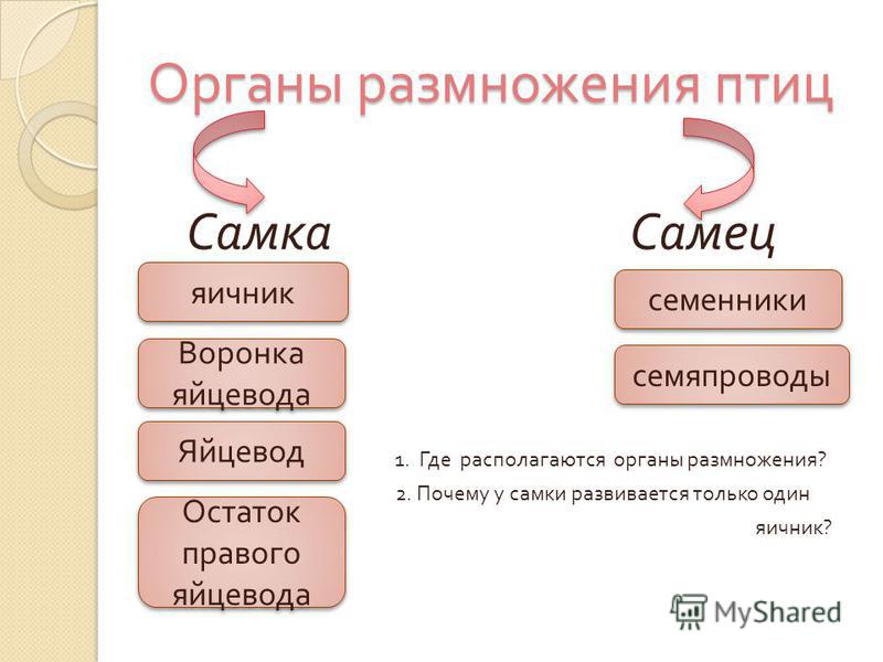 Доклад 3 класс размножение птиц