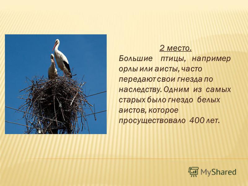 2 место. Большие птицы, например орлы или аисты, часто передают свои гнезда по наследству. Одним из самых старых было гнездо белых аистов, которое просуществовало 400 лет.