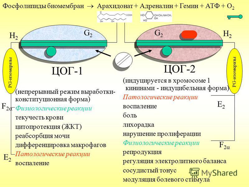 ЦОГ-1 (непрерывный режим выработки- конституционная форма) Физиологические реакции текучесть крови цитопротекция (ЖКТ) реабсорбция мочи дифференцировка макрофагов Патологические реакции воспаление ЦОГ-2 (индуцируется в хромосоме 1 кининами - индуцибе