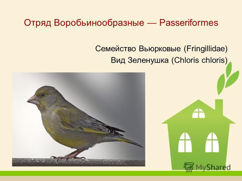 Отряд Воробьинообразные Passeriformes Семейство Вьюрковые (Fringillidae) Вид Зеленушка (Chloris chloris)