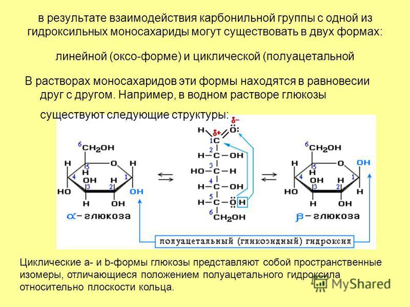 в результате взаимодействия карбонильной группы с одной из гидроксильных моносахариды могут существовать в двух формах: линейной (оксо-форме) и циклической (полиацетальной В растворах моносахаридов эти формы находятся в равновесии друг с другом. Напр