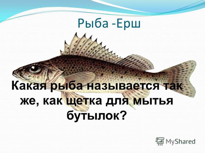 Рыба -Ерш Какая рыба называется так же, как щетка для мытья бутылок?