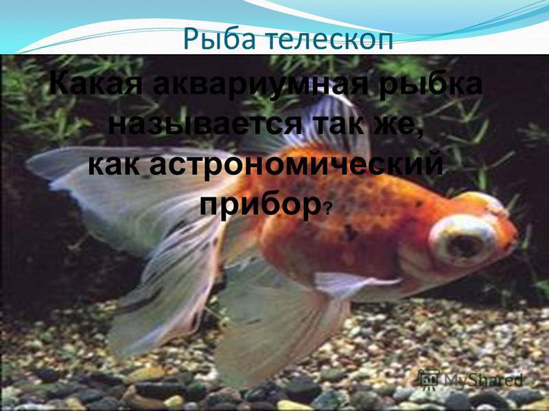 Рыба телескоп Какая аквариумная рыбка называется так же, как астрономический прибор ?