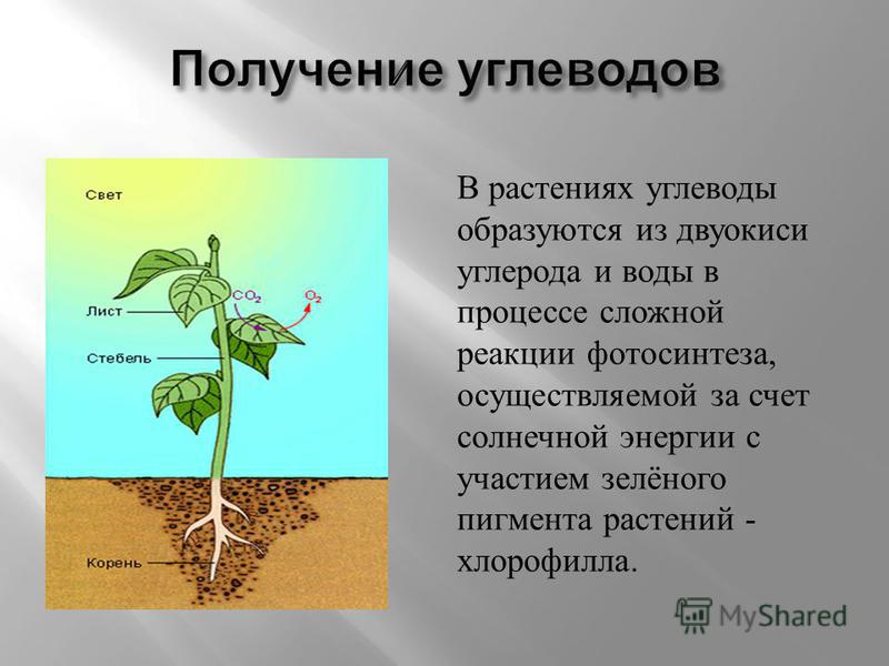 В растениях углеводы образуются из двуокиси углерода и воды в процессе сложной реакции фотосинтеза, осуществляемой за счет солнечной энергии с участием зелёного пигмента растений - хлорофилла.