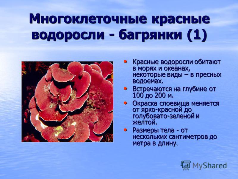Многоклеточные красные водоросли - багрянки (1) Красные водоросли обитают в морях и океанах, некоторые виды – в пресных водоемах. Красные водоросли обитают в морях и океанах, некоторые виды – в пресных водоемах. Встречаются на глубине от 100 до 200 м