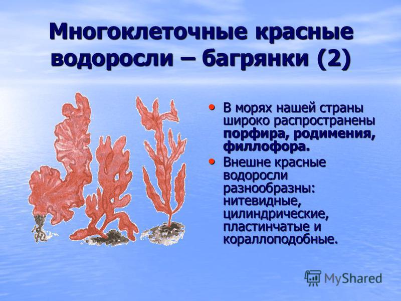 Многоклеточные красные водоросли – багрянки (2) В морях нашей страны широко распространены порфира, родимения, филлофора. В морях нашей страны широко распространены порфира, родимения, филлофора. Внешне красные водоросли разнообразны: нитевидные, цил
