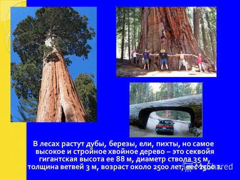 В лесах растут дубы, березы, ели, пихты, но самое высокое и стройное хвойное дерево – это секвойя гигантская высота ее 88 м, диаметр ствола 35 м, толщина ветвей 3 м, возраст около 2500 лет, вес 2500 т.