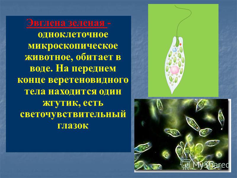 Эвглена зеленая - одноклеточное микроскопическое животное, обитает в воде. На переднем конце веретеновидного тела находится один жгутик, есть светочувствительный глазок