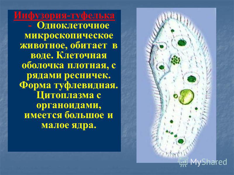 Инфузория-туфелька - Одноклеточное микроскопическое животное, обитает в воде. Клеточная оболочка плотная, с рядами ресничек. Форма туфлевидная. Цитоплазма с органоидами, имеется большое и малое ядра.