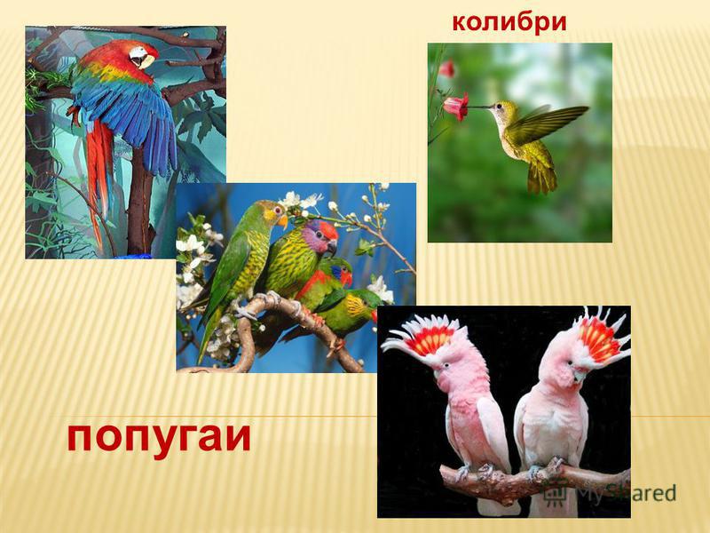 колибри попугаи