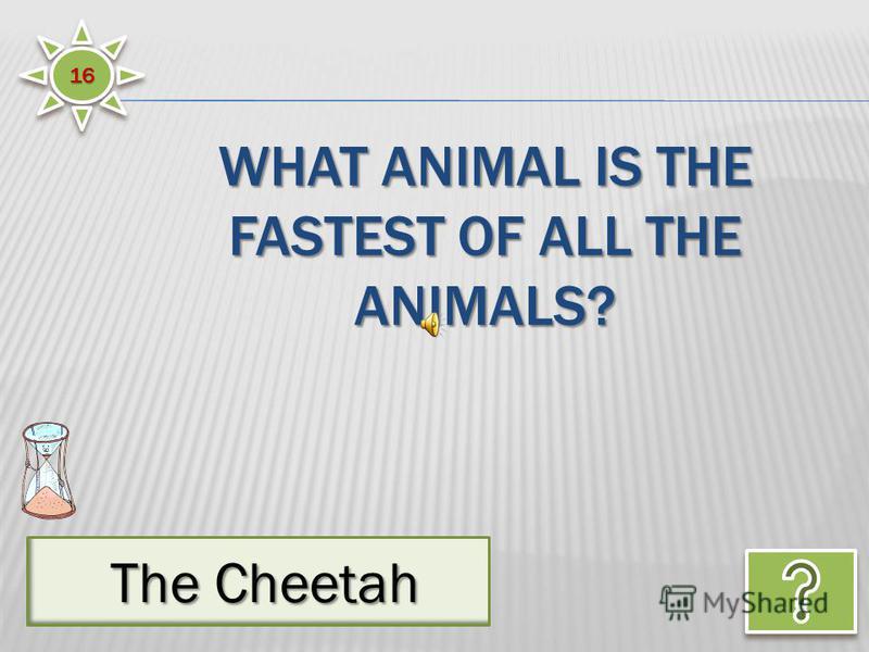 1616 The Cheetah The Cheetah