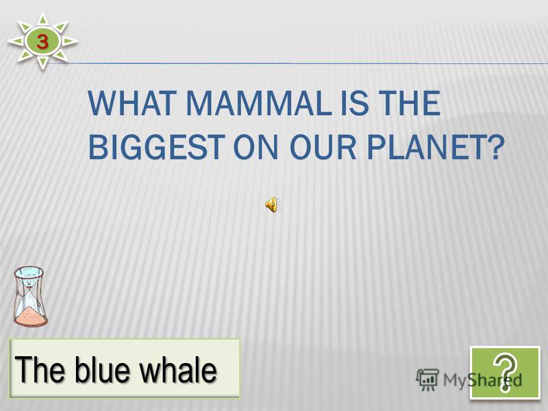 33 The blue whale WHAT MAMMAL IS THE BIGGEST ON OUR PLANET?