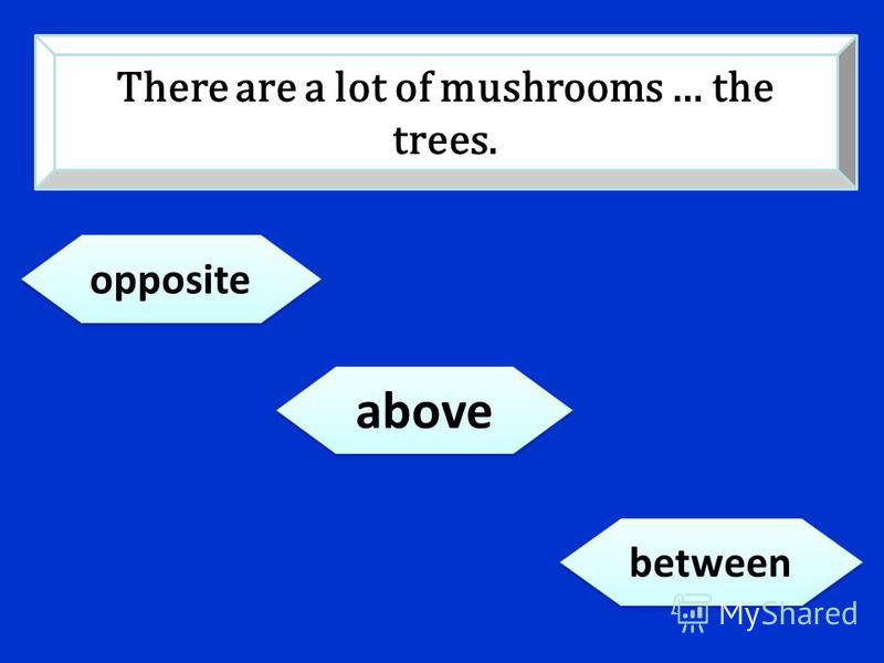 opposite between above There are a lot of mushrooms … the trees.