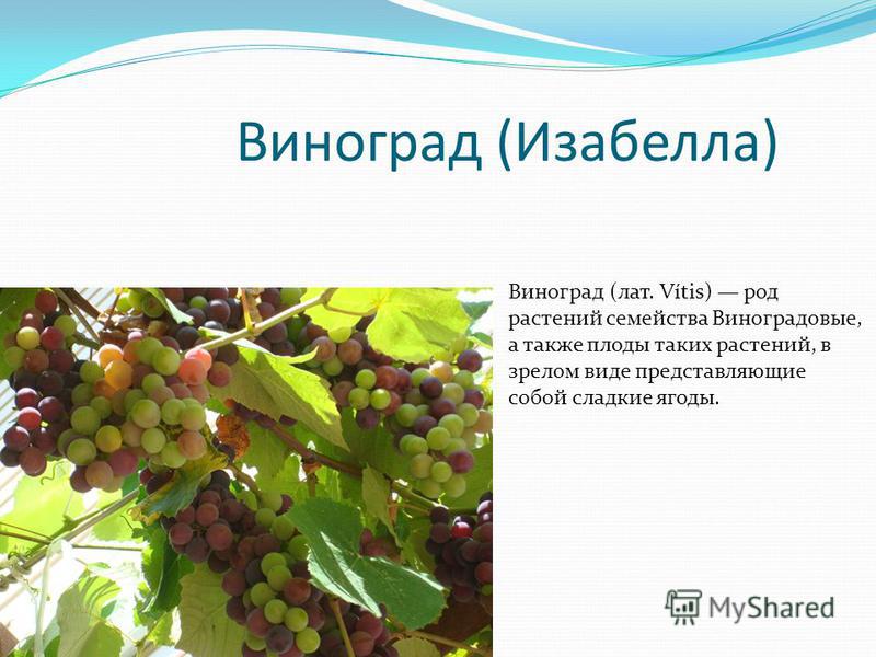 Виноград (Изабелла) Виноград (лат. Vítis) род растений семейства Виноградовые, а также плоды таких растений, в зрелом виде представляющие собой сладкие ягоды.