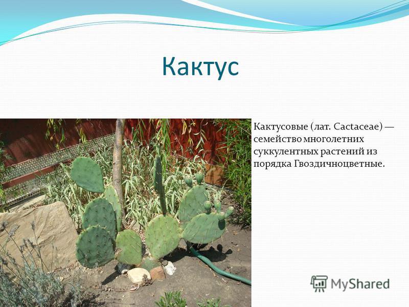 Кактус Кактусовые (лат. Cactaceae) семейство многолетних суккулентных растений из порядка Гвоздичноцветные.