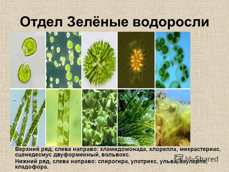 биологии 6 класс в пресных водоемах обитает:а.саргассум...в.спирогира...г.вольвокс