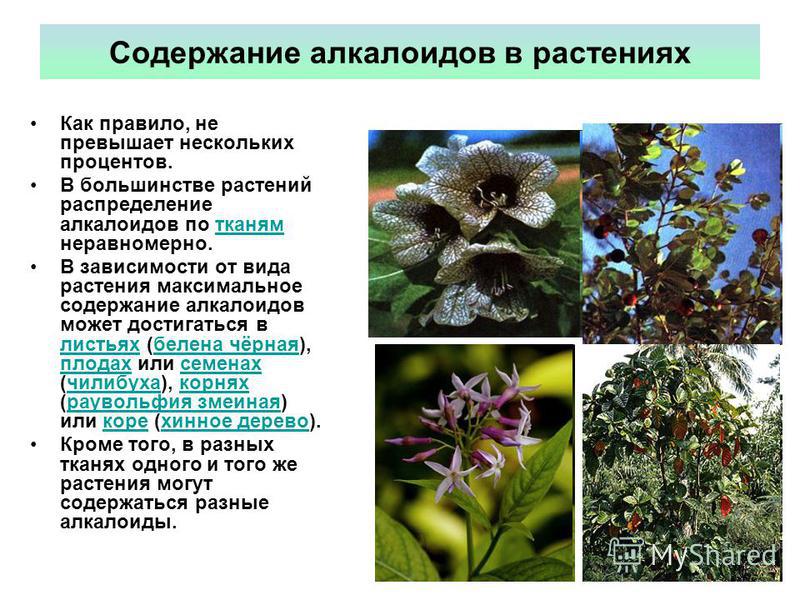 АЛКАЛОИДЫ Алкалоиды - это неоднородные по составу