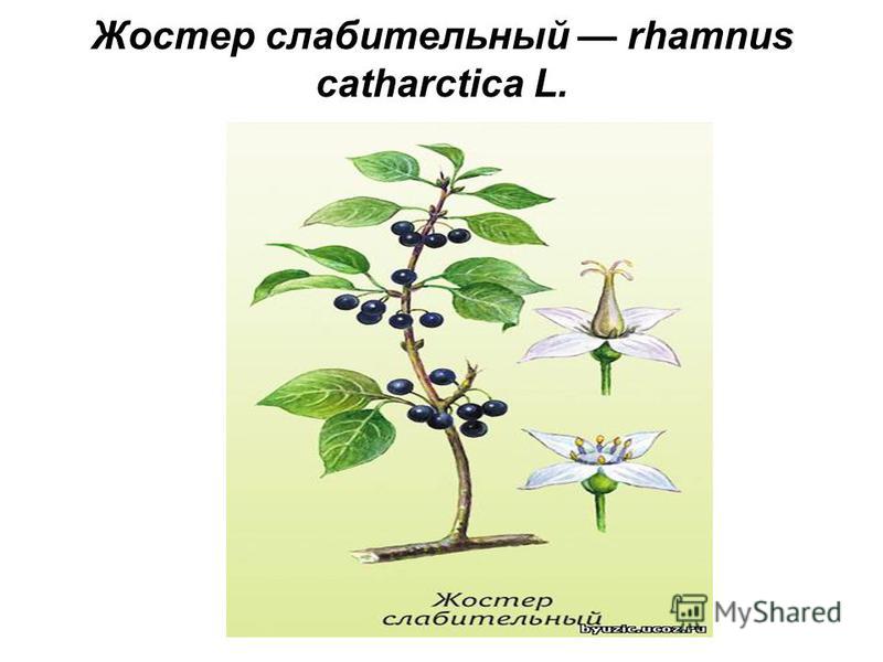 Жостер слабительный rhamnus catharctica L.