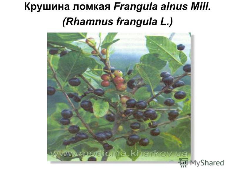 Крушина ломкая Frangula alnus Mill. (Rhamnus frangula L.)