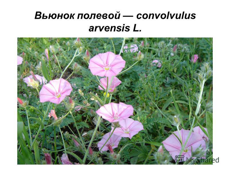 Вьюнок полевой convolvulus arvensis L.
