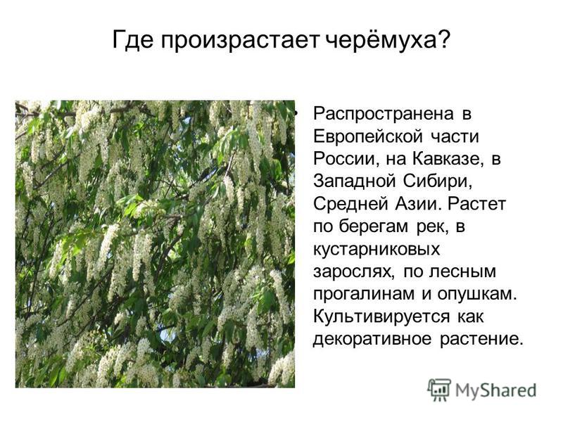 Где произрастает черёмуха? Распространена в Европейской части России, на Кавказе, в Западной Сибири, Средней Азии. Растет по берегам рек, в кустарниковых зарослях, по лесным прогалинам и опушкам. Культивируется как декоративное растение.