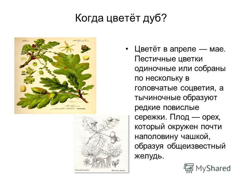 Цветы дуба