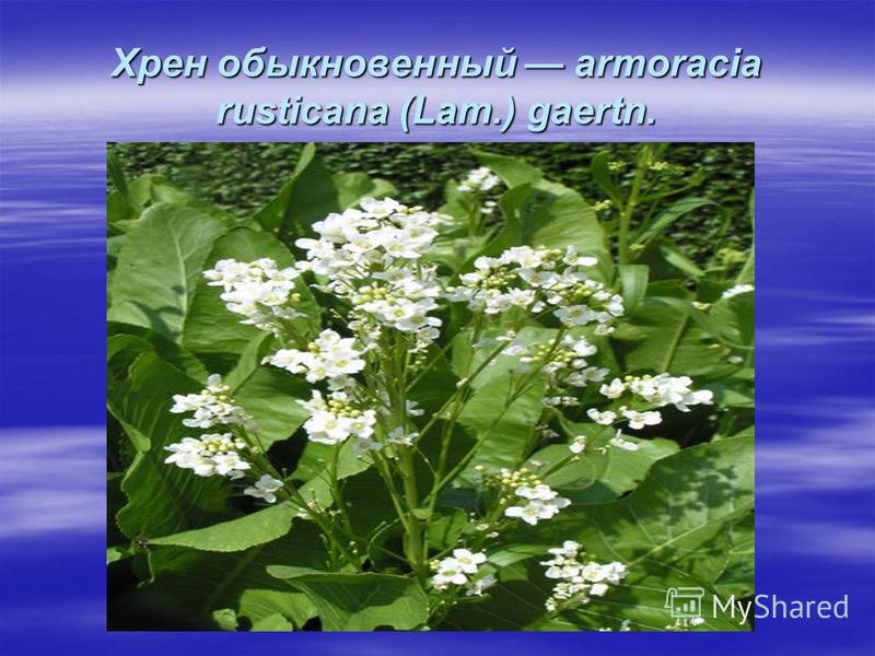 Хрен обыкновенный armoracia rusticana (Lam.) gaertn.
