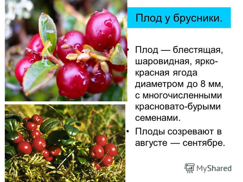 Плод у брусники. Плод блестящая, шаровидная, ярко- красная ягода диаметром до 8 мм, с мнегочисленными красновато-бурыми семенами. Плоды созревают в августе сентябре.