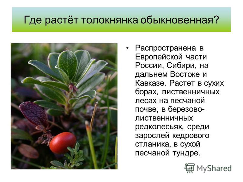 Где растёт толокнянка обыкновенная? Распространена в Европейской части России, Сибири, на дальнем Востоке и Кавказе. Растет в сухих борах, лиственничных лесах на песчаной почве, в березово- лиственничных редколесьях, среди зарослей кедрового стланика