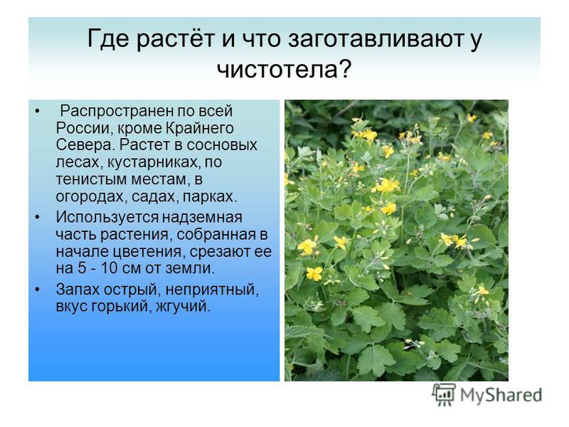 Чистотел цветы как выглядит Как выглядит чистотел Фитостудия-63.ру