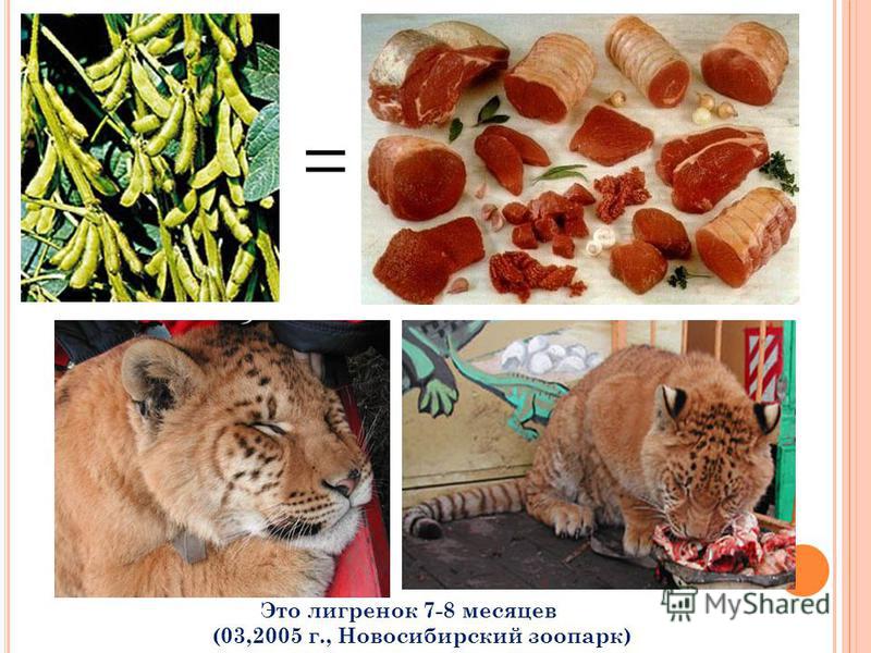 = Это тигренок 7-8 месяцев (03,2005 г., Новосибирский зоопарк)