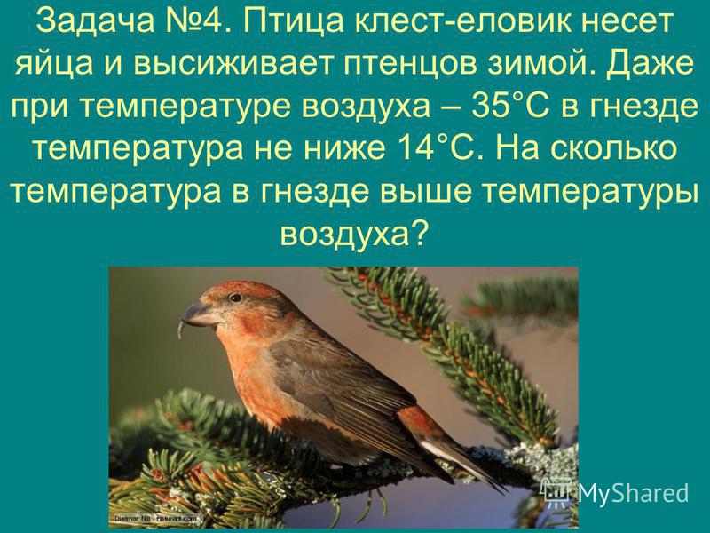 Задача 4. Птица клест-еловик несет яйца и высиживает птенцов зимой. Даже при температуре воздуха – 35°С в гнезде температура не ниже 14°С. На сколько температура в гнезде выше температуры воздуха?