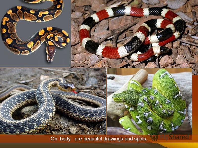 Snakes are able to dump your skin - shedding. On the photo of the old snake skin