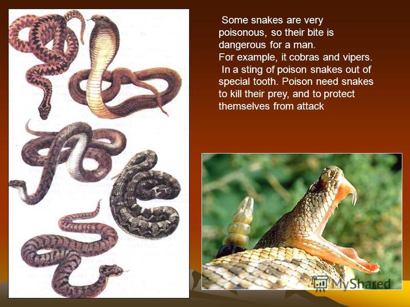 Snakes are very long and have not legs. Snake are predators. They swallow prey whole, the body of a snake stretched. Snakes eat frogs, mice, rats, birds or their eggs, fish, lizards or insects..