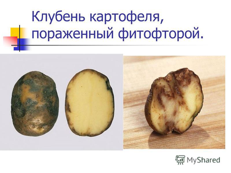Клубень картофеля, пораженный фитофторой.