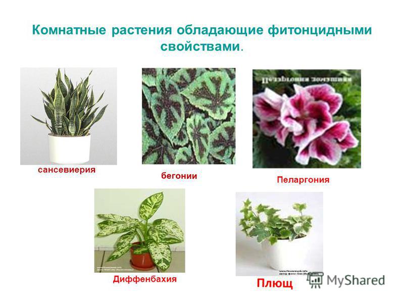 Комнатные растения обладающие фитонцидными свойствами. сансевиерия бегонии Пеларгония Диффенбахия Плющ