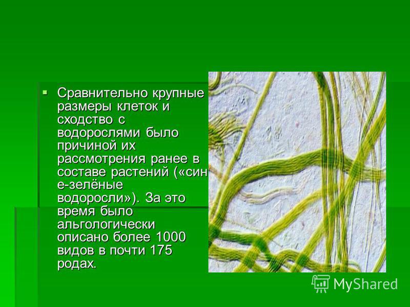 Сравнительно крупные размеры клеток и сходство с водорослями было причиной их рассмотрения ранее в составе растений («сине-зелёные водоросли»). За это время было альгологически описано более 1000 видов в почти 175 родах. Сравнительно крупные размеры 