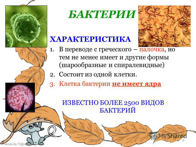 FokinaLida.75@mail.ru Буга Ю.В.6 БАКТЕРИИ ХАРАКТЕРИСТИКА 1. В переводе с греческого – палочка, но тем не менее имеет и другие формы (шарообразные и спиралевидные) 2. Состоит из одной клетки. 3. Клетка бактерии не имеет ядра ИЗВЕСТНО БОЛЕЕ 2500 ВИДОВ 
