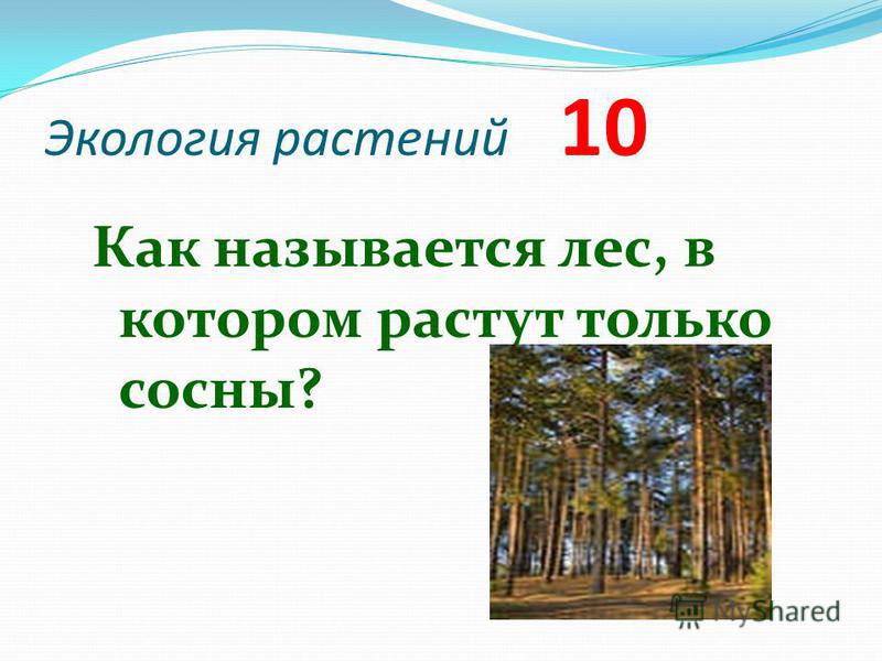 Экология растений 10 Как называется лес, в котором растут только сосны?