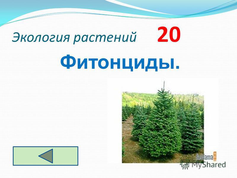 Экология растений 20 Фитонциды.