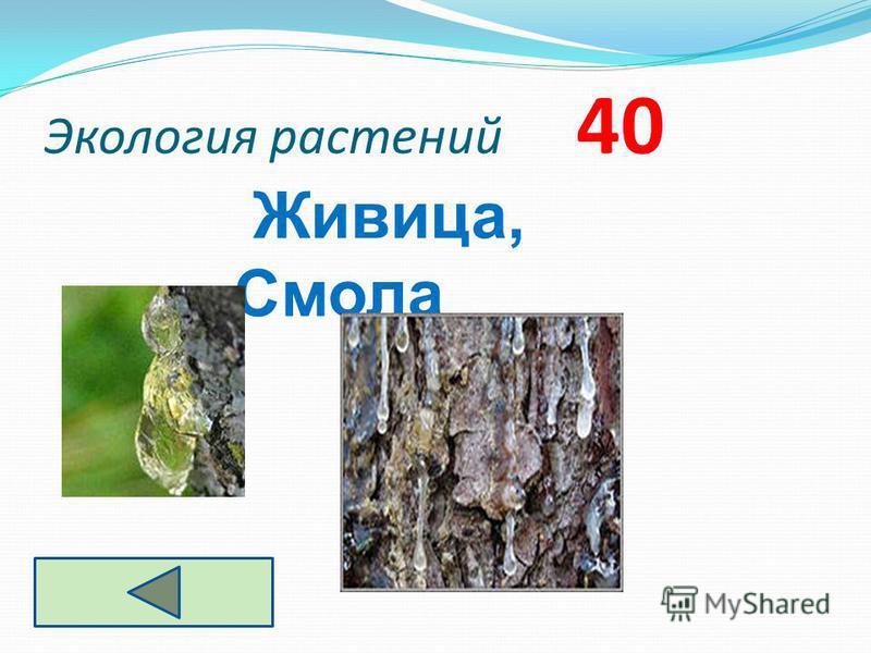 Экология растений 40 Живица, Смола