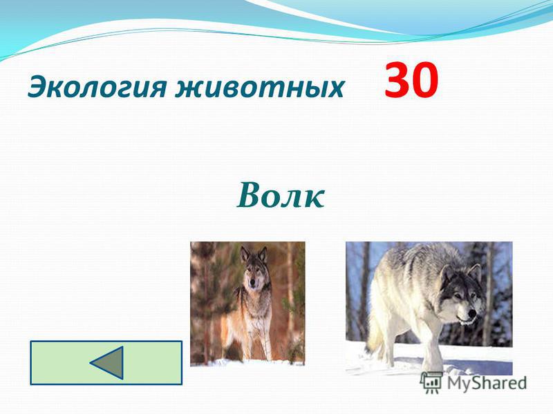 Экология животных 30 Волк