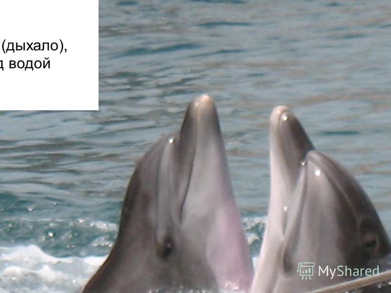 Дышат дельфины атмосферным воздухом, периодически поднимаясь на поверхность воды. На голове расположено отверстие (дыхало), плотно закрываемое под водой клапаном.