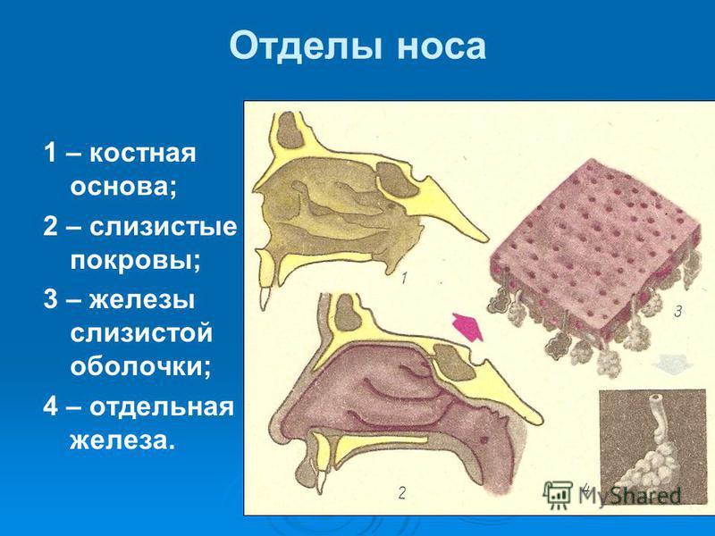 Отделы носа 1 – костная основа; 2 – слизистые покровы; 3 – железы слизистой оболочки; 4 – отдельная железа.
