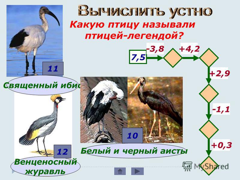 Какую птицу называли птицей-легендой? Венценосный журавль 7,5 -3,8+4,2 -1,1 +2,9 +0,3 12 Священный ибис 11 Белый и черный аисты 10