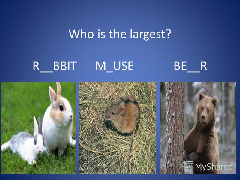 Who is the largest? R__BBIT M_USE BE__R