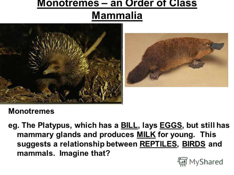 Chp 33 – Rise of the Mammals Definition of a Mammal: 1.Homoeothermic – meaning that mammals produce their own body heat 2.Mammary tissue - for the production of Milk 3.Hair Follicles - for the production of Hair 4.Generally, internal fertilization an