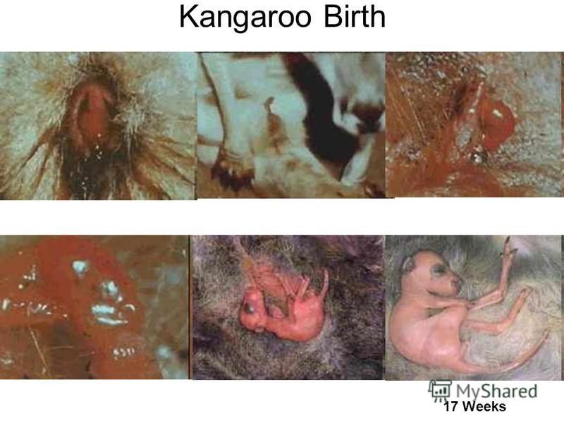 Marsupials – eg. The Kangaroo, which is a non-placental mammal. Here, the development of the young is very complex, and a baby kangaroo is born veryuncooked, and must crawl into the mothers pouch and latch onto a nipple to receive milk to continue de