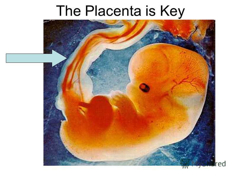 Placental Mammals – eg. You – well if youre female, anyway. Internal Fertilization development of young to a highly Advanced stage.